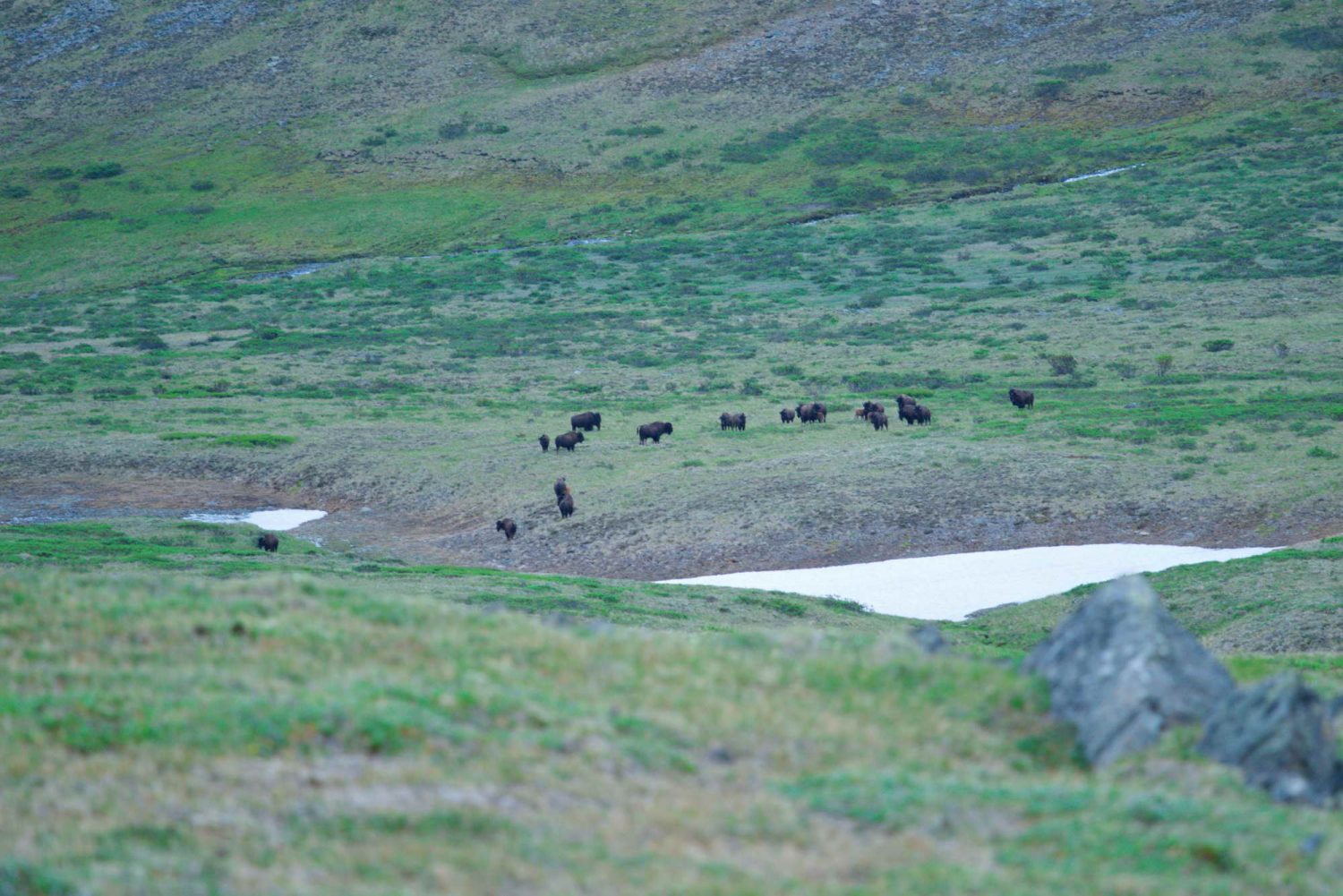 Bison-in-the-Ruby-Range-Yukon