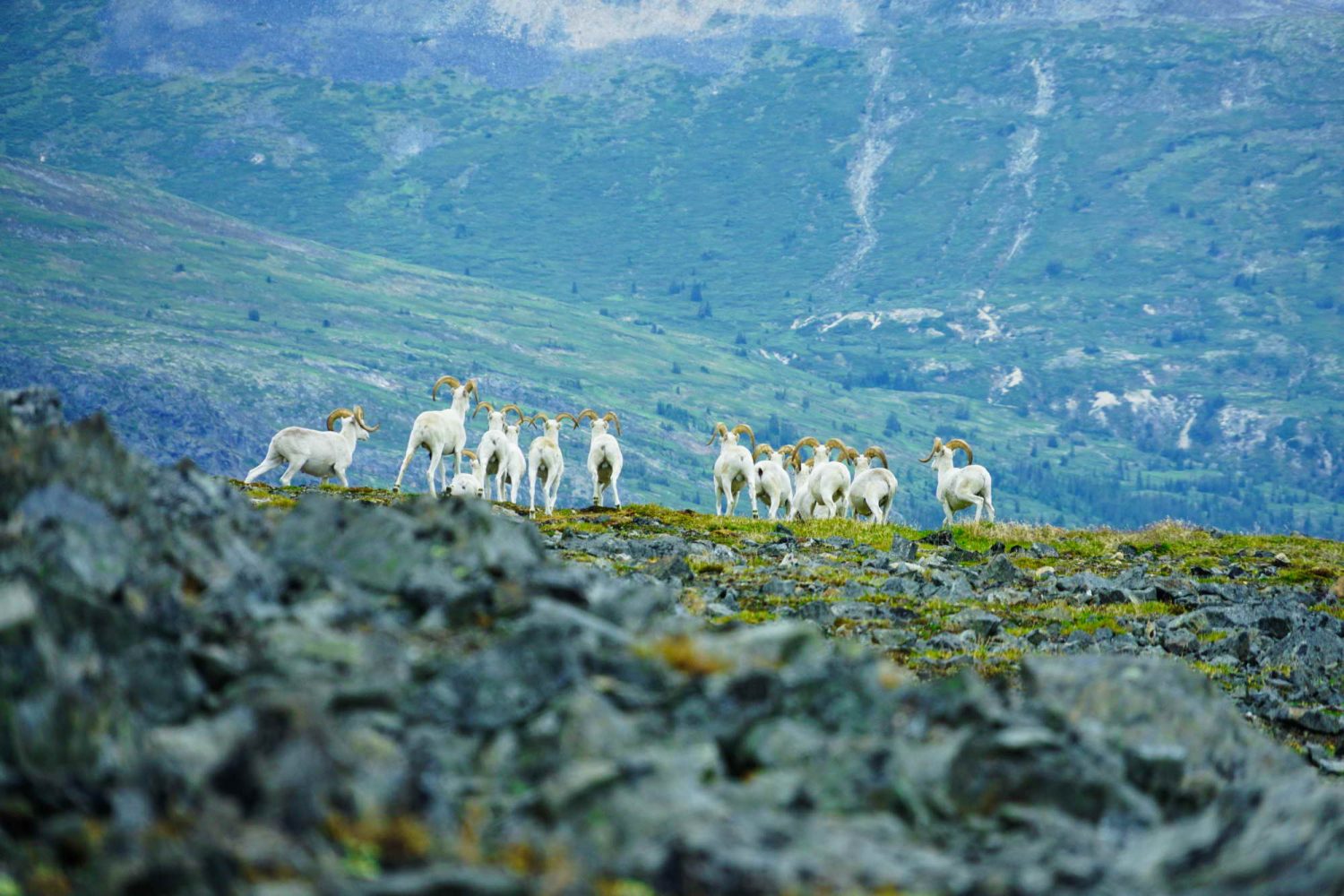 Coast-Mountains-yukon-dall-sheep
