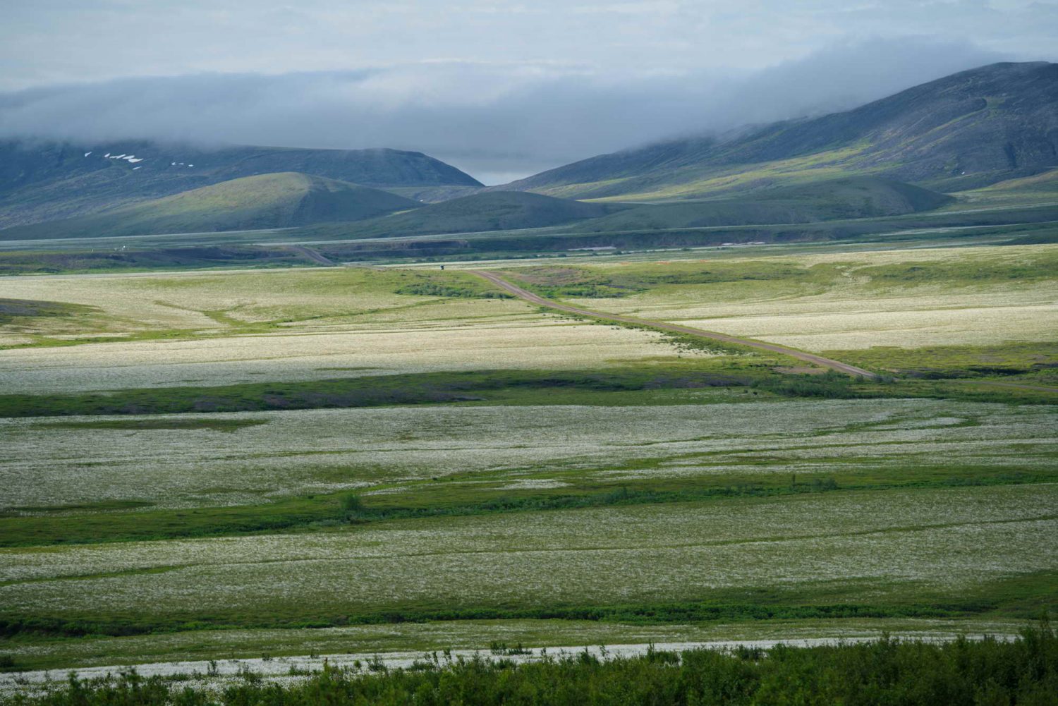 Dempster-Highway-cottongrass-field-richardson-mountains