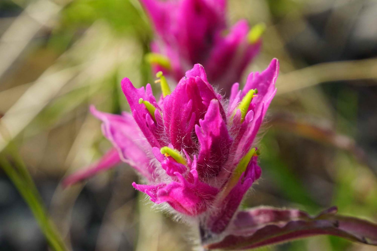 Demspter-highway-arctic-mountains-Mountain-Indian-Paintbrush