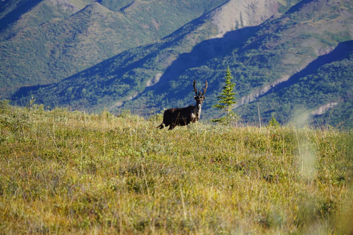 Donjek-Caribou-burwash-uplands