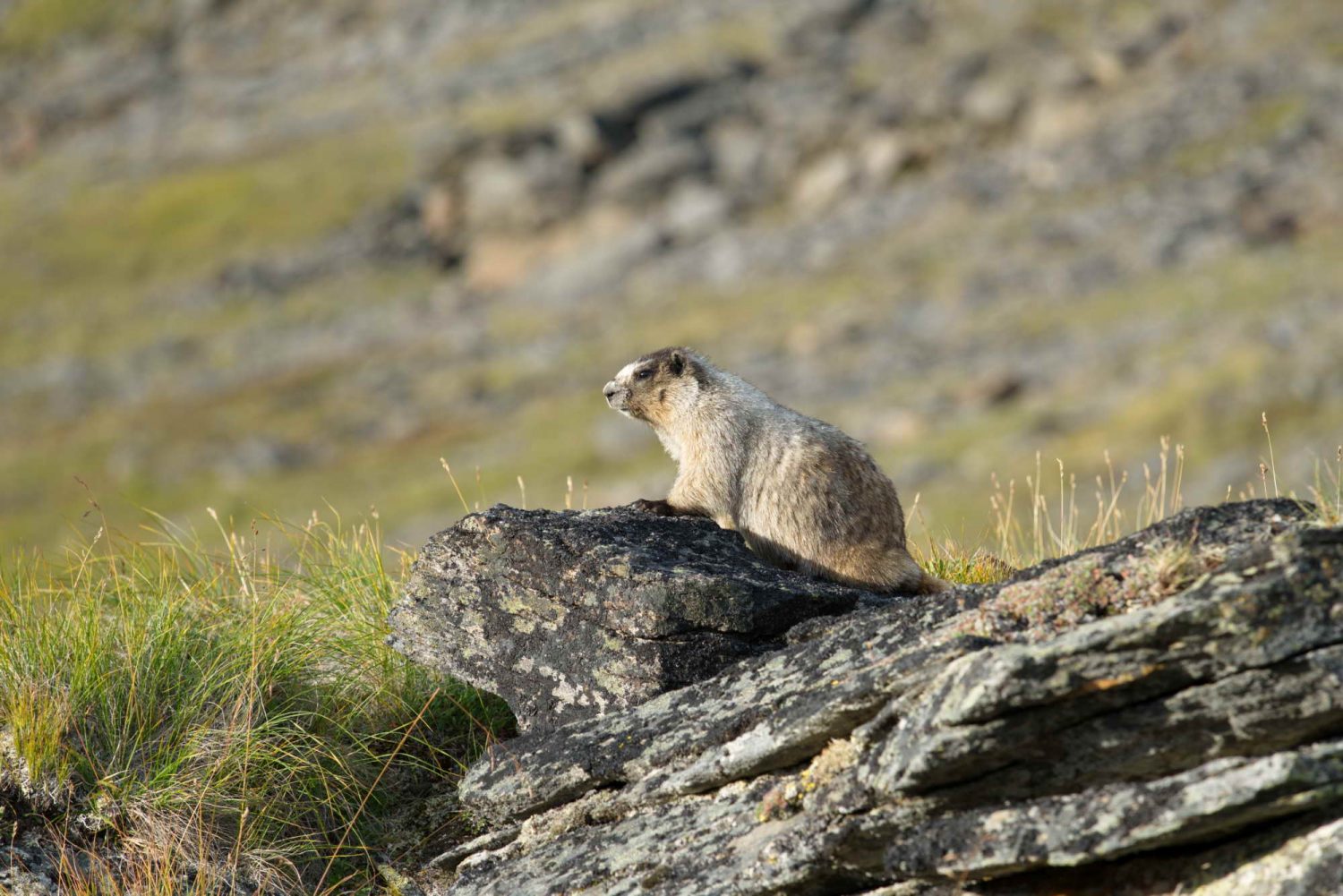 Hoary-Marmot-Ruby-Range
