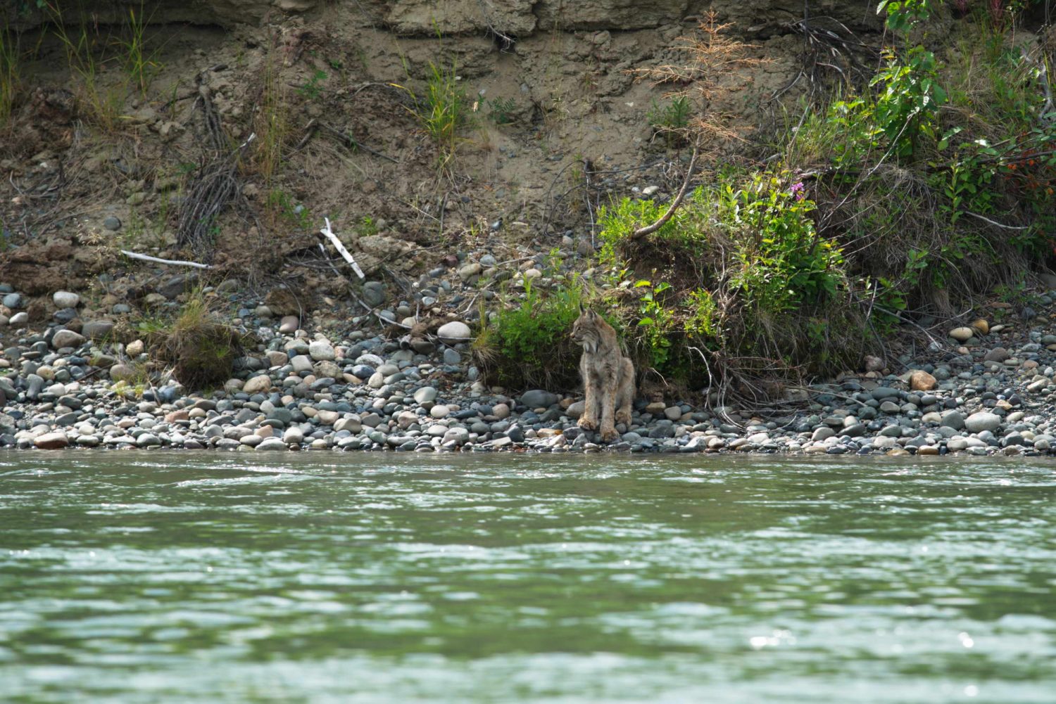 Lynx-by-the-Yukon-River