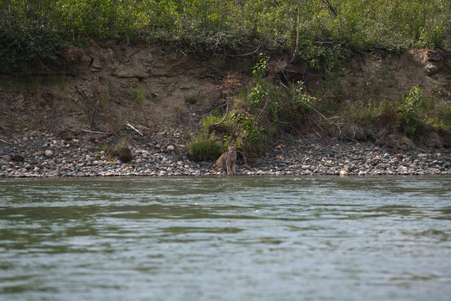 Morning-Lynx-Yukon-River