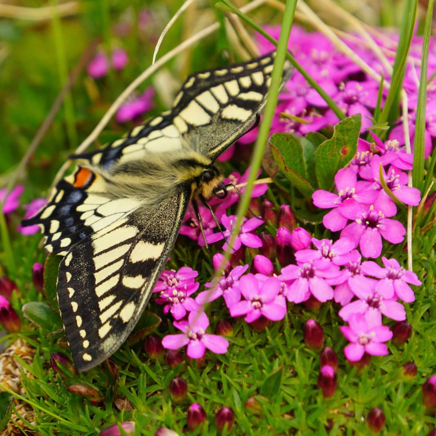 Ruby-range-Moss-Campion-old-world-swallowtail
