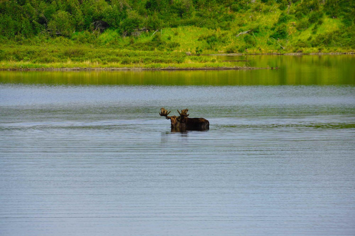 Tombstone-two-moose-lake