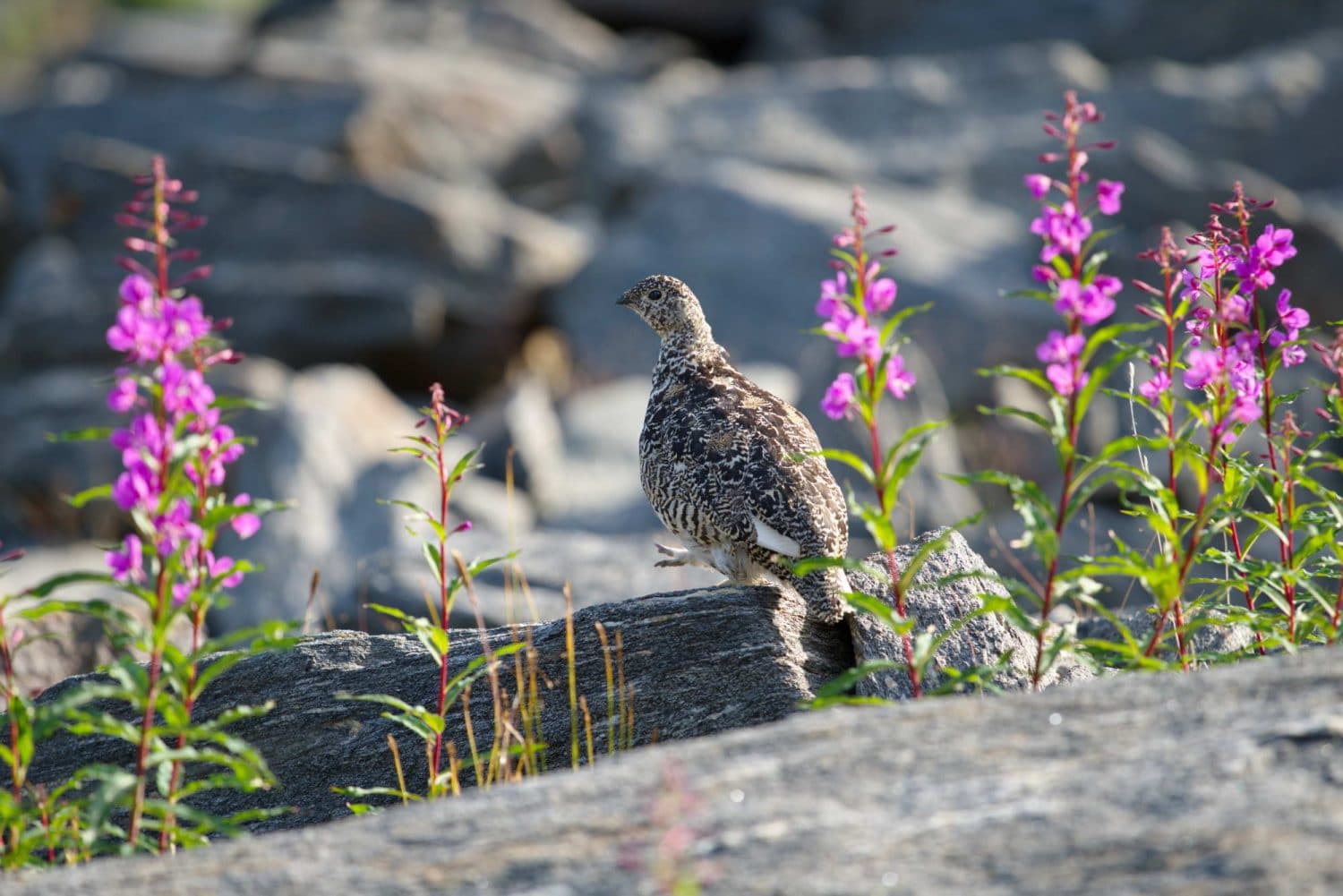 Yukon-ruby-range-ptarmigan-fireweed