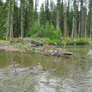 Big-salmon-river-yukon-sweeper