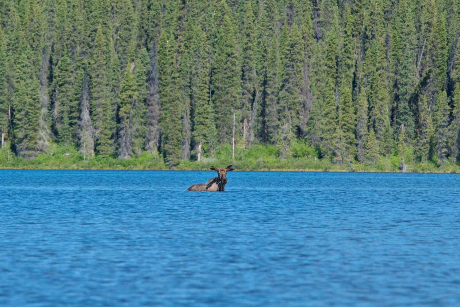 moose in caribou lake