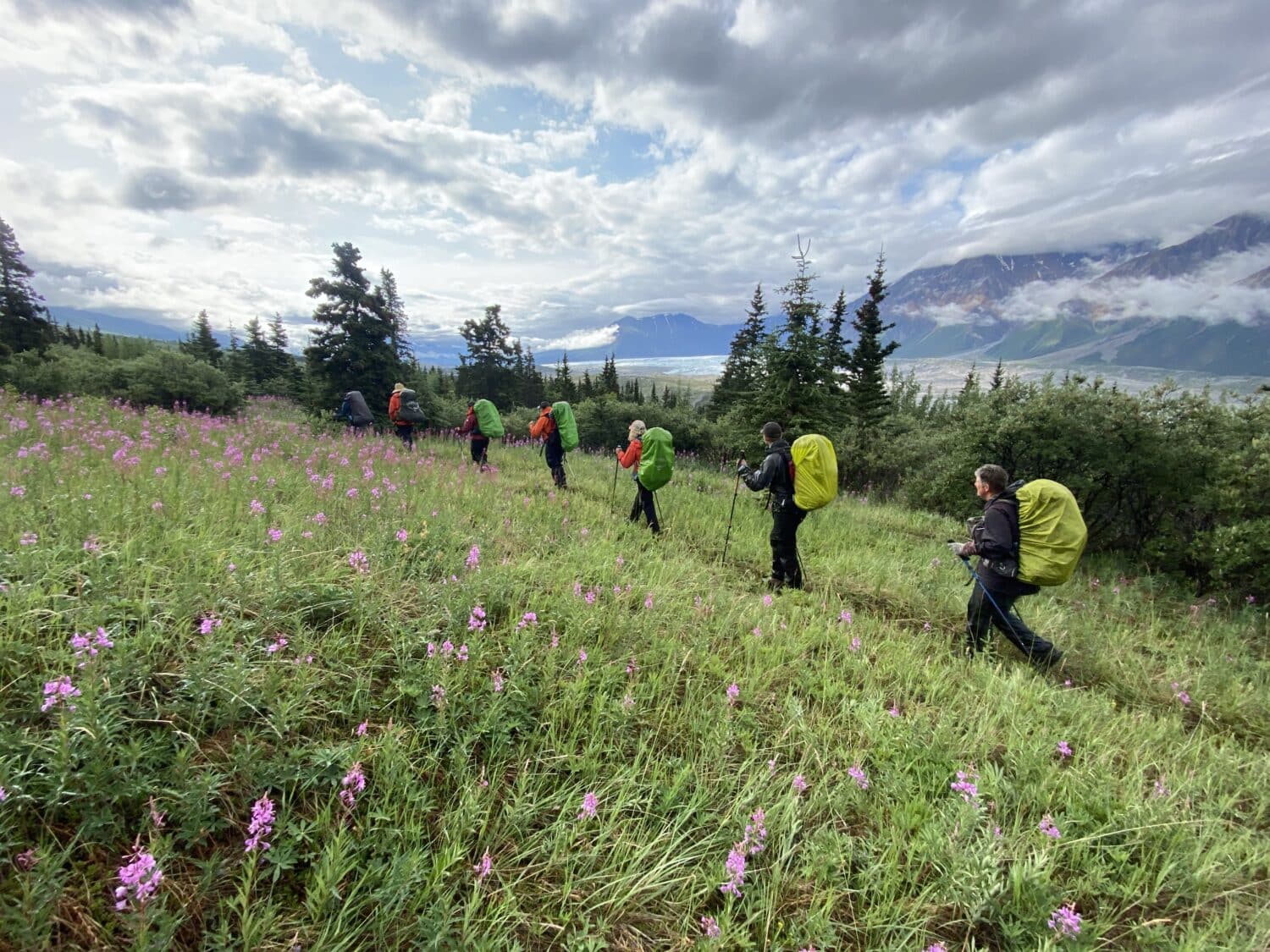 Guests backpacking along the Donjek route with fireweeds and views of the glacier in the background