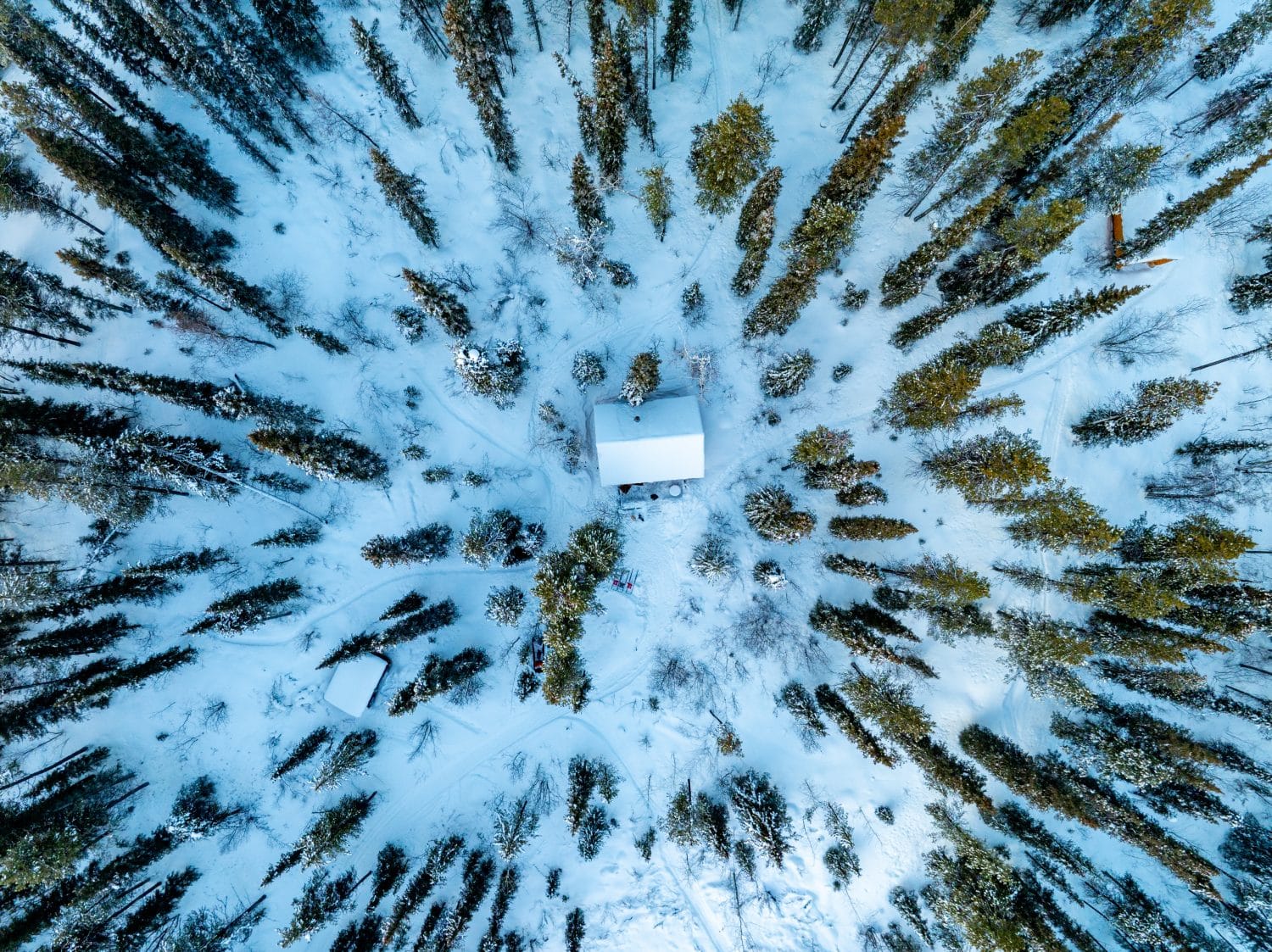 Snowy forest surrounding a cabin