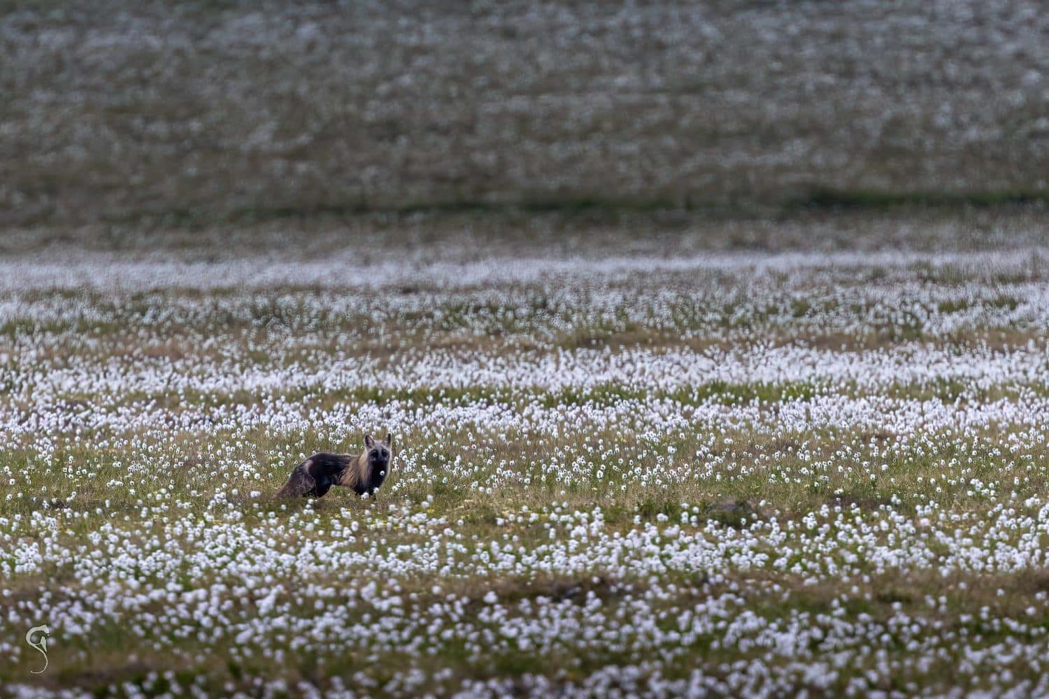 Silver fox in a cotton grass field Tombstone territorial park