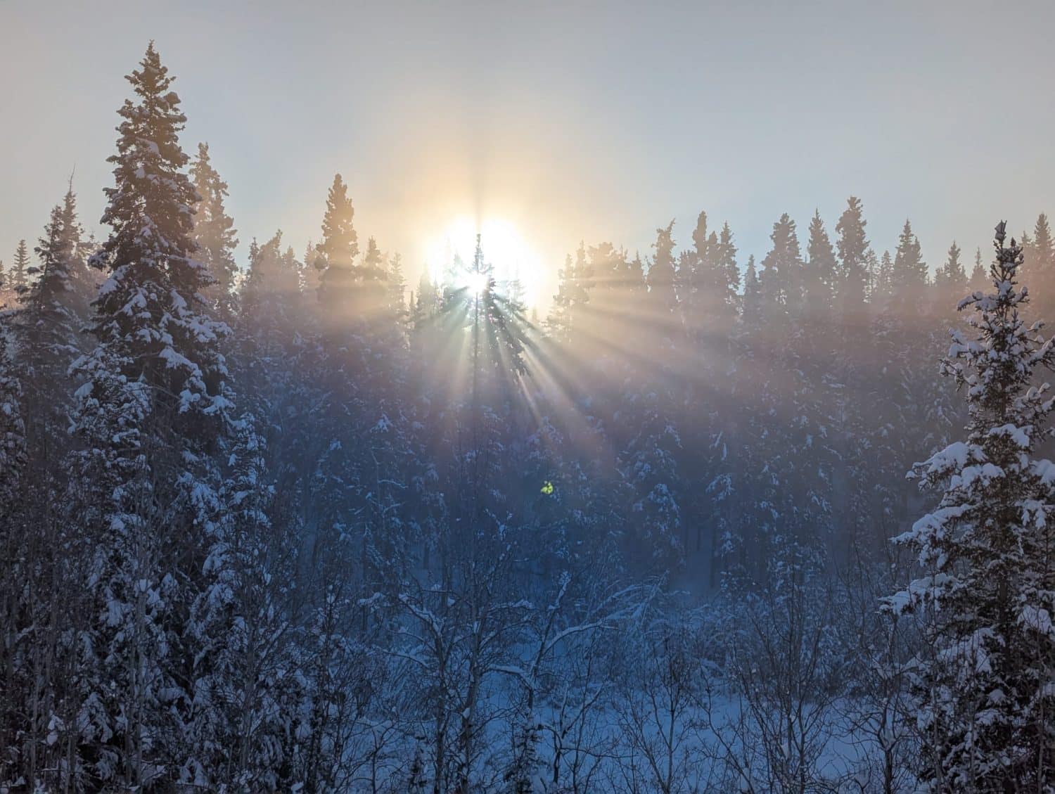 sun just above the snowy trees in middle december in Whitehorse Yukon